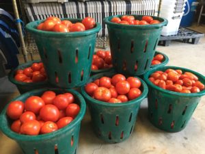 tomato csa