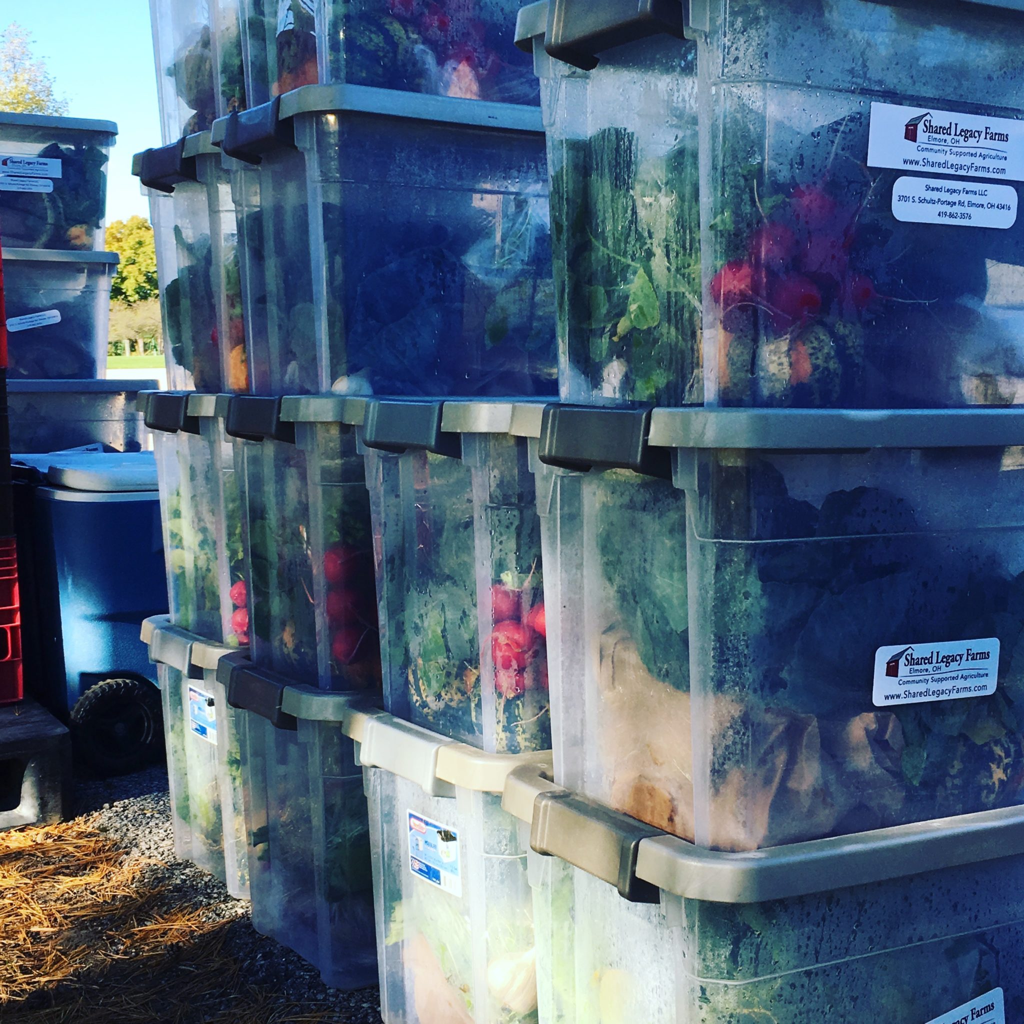 The 6 Steps to Using Your CSA Box Each Week - Shared Legacy Farms