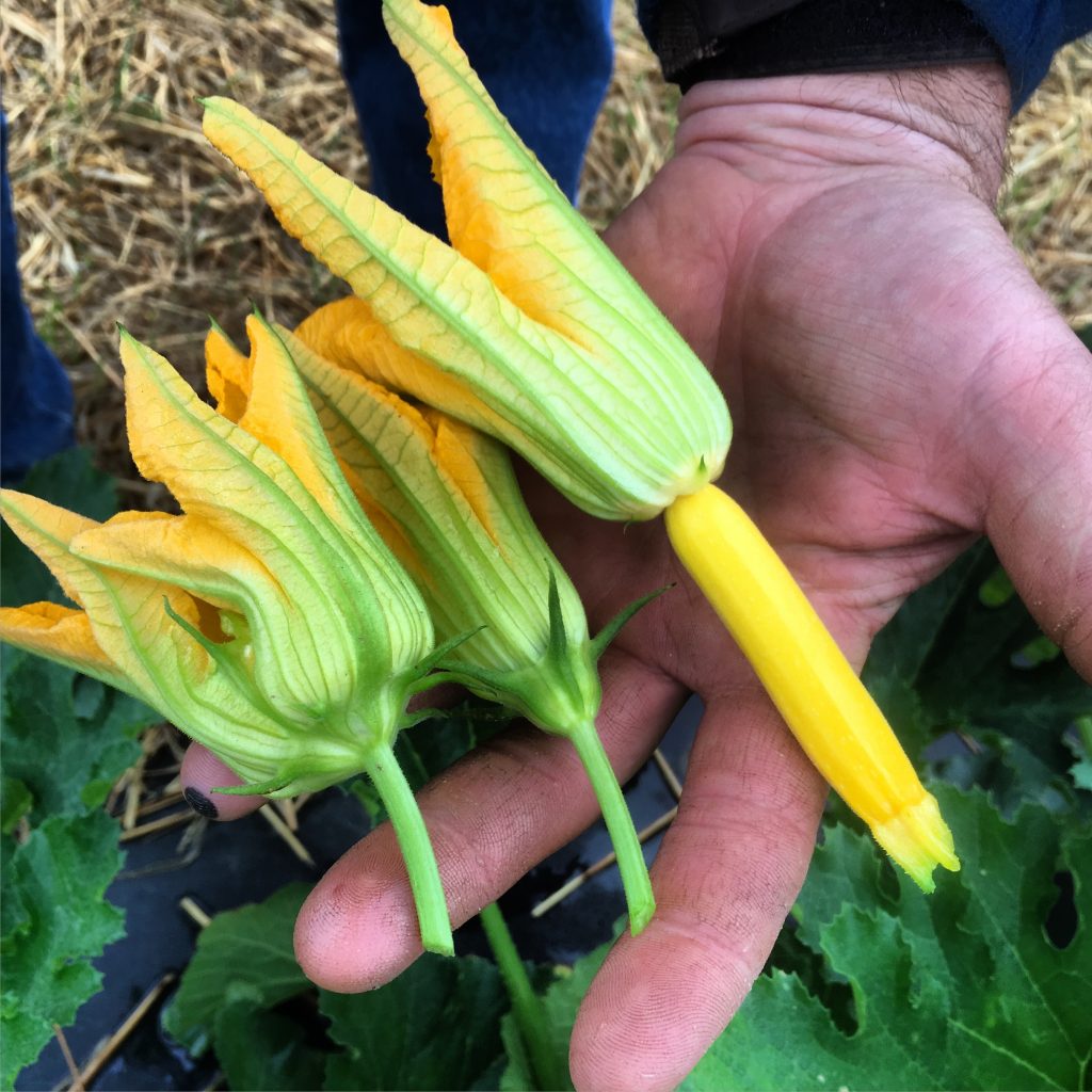 squash flowers