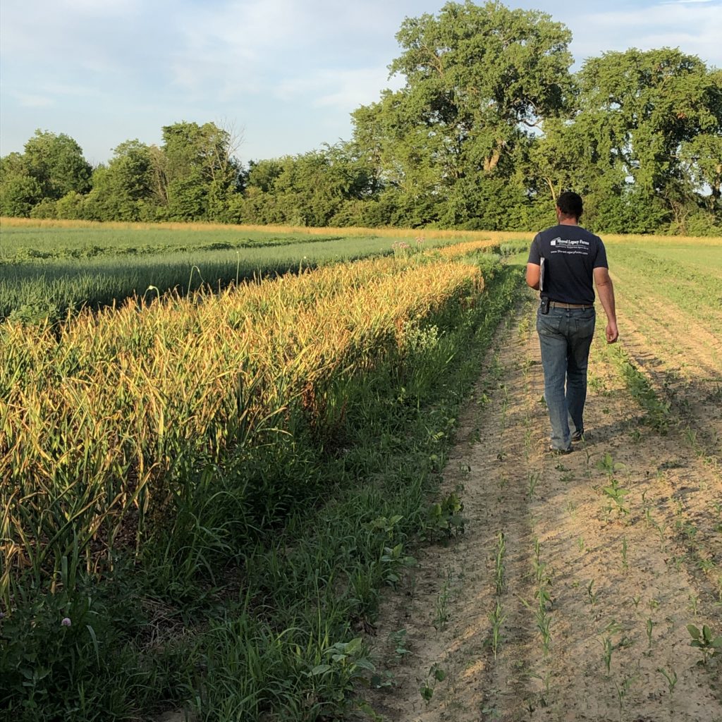 field walk garlic