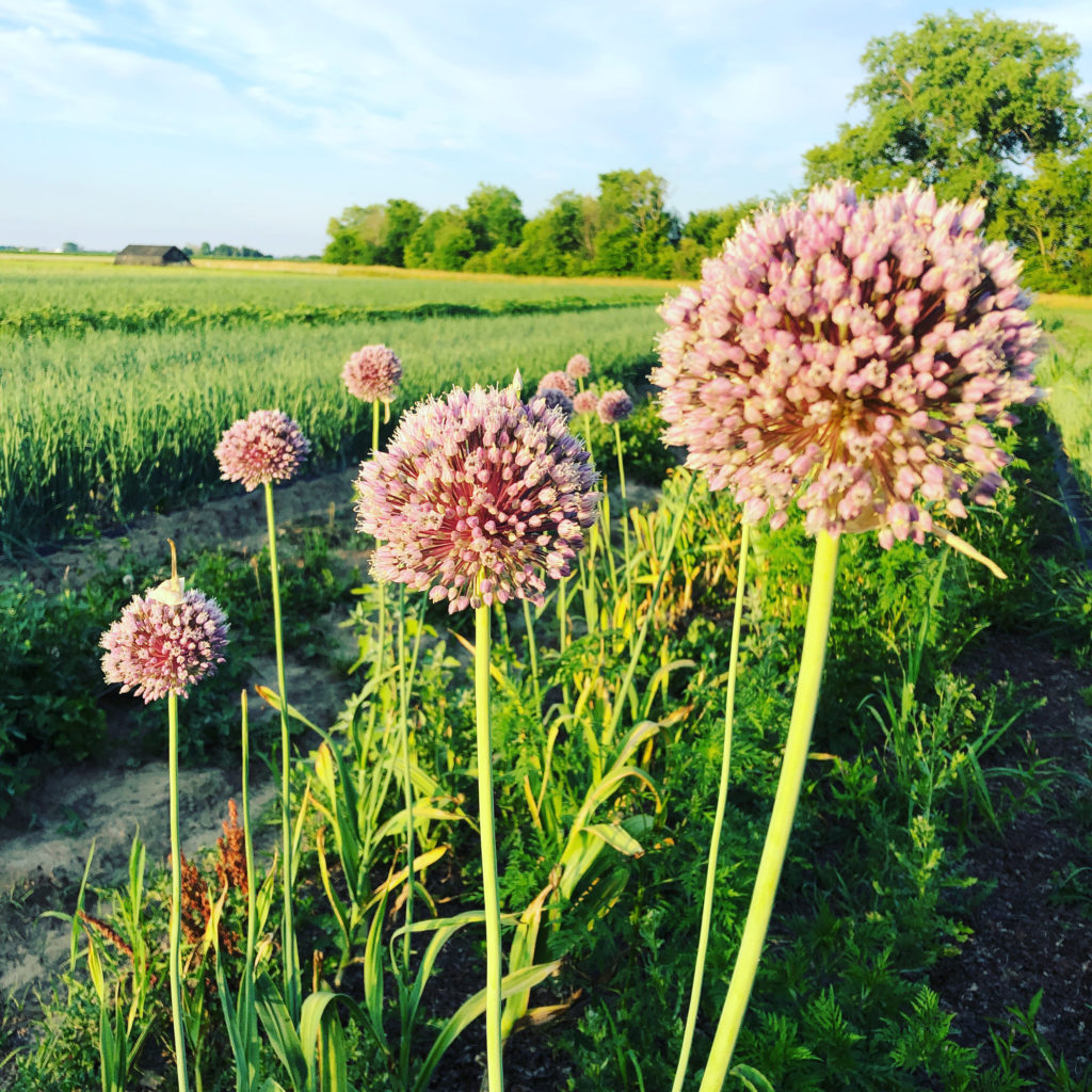 elephant garlic