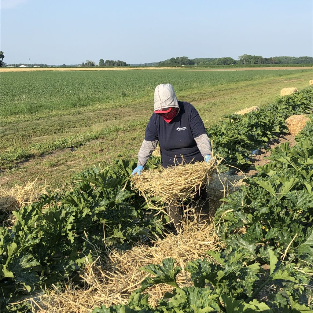 Mulching zucchini