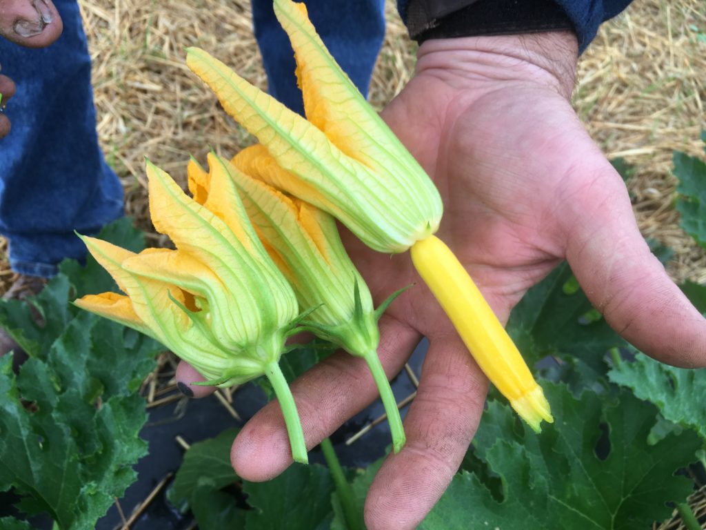 summer squash blossoms