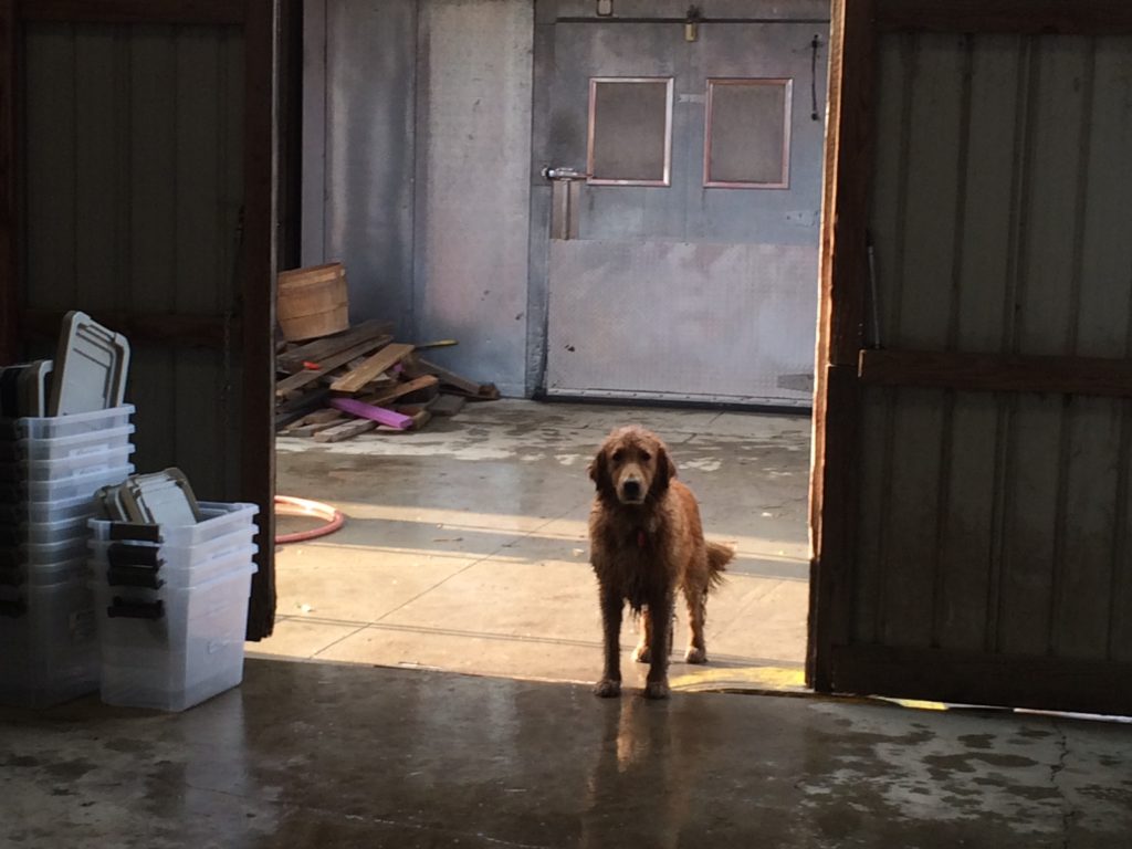 Sienna in pack shed