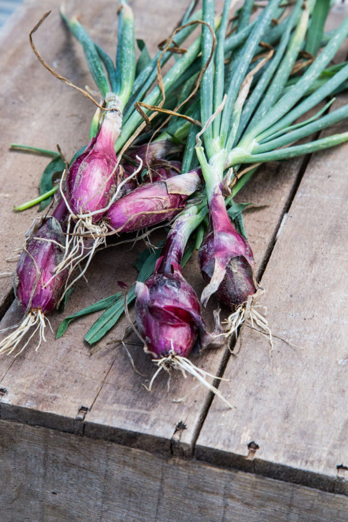 bunching onion