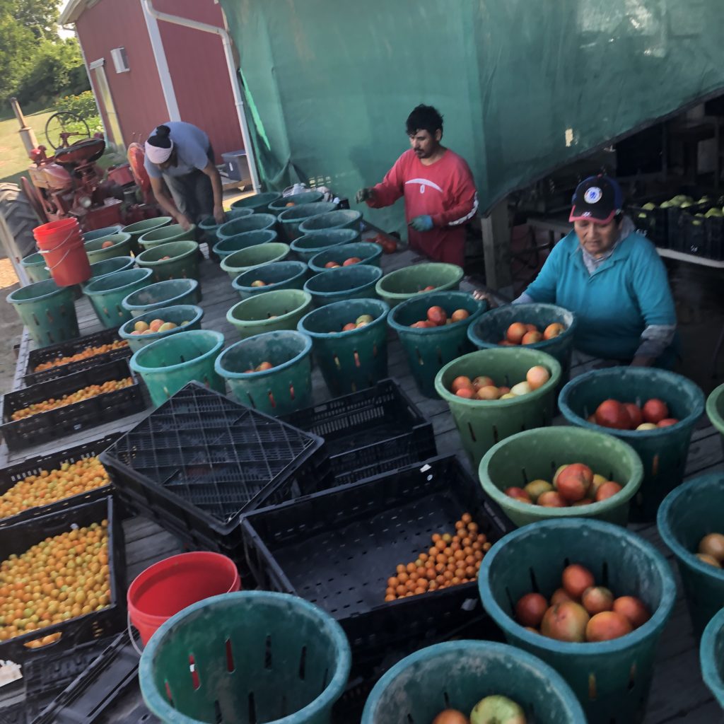 tomatoes on wagon