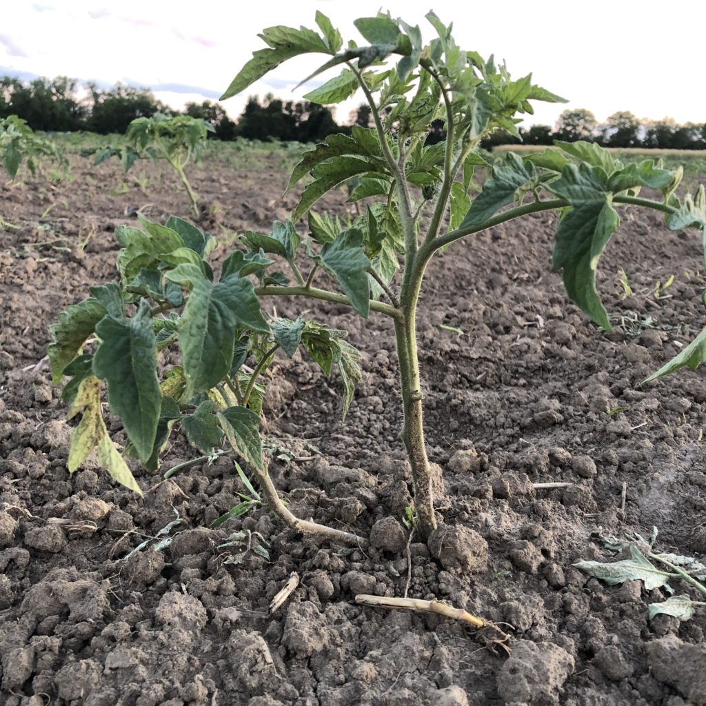 pruned tomatoes