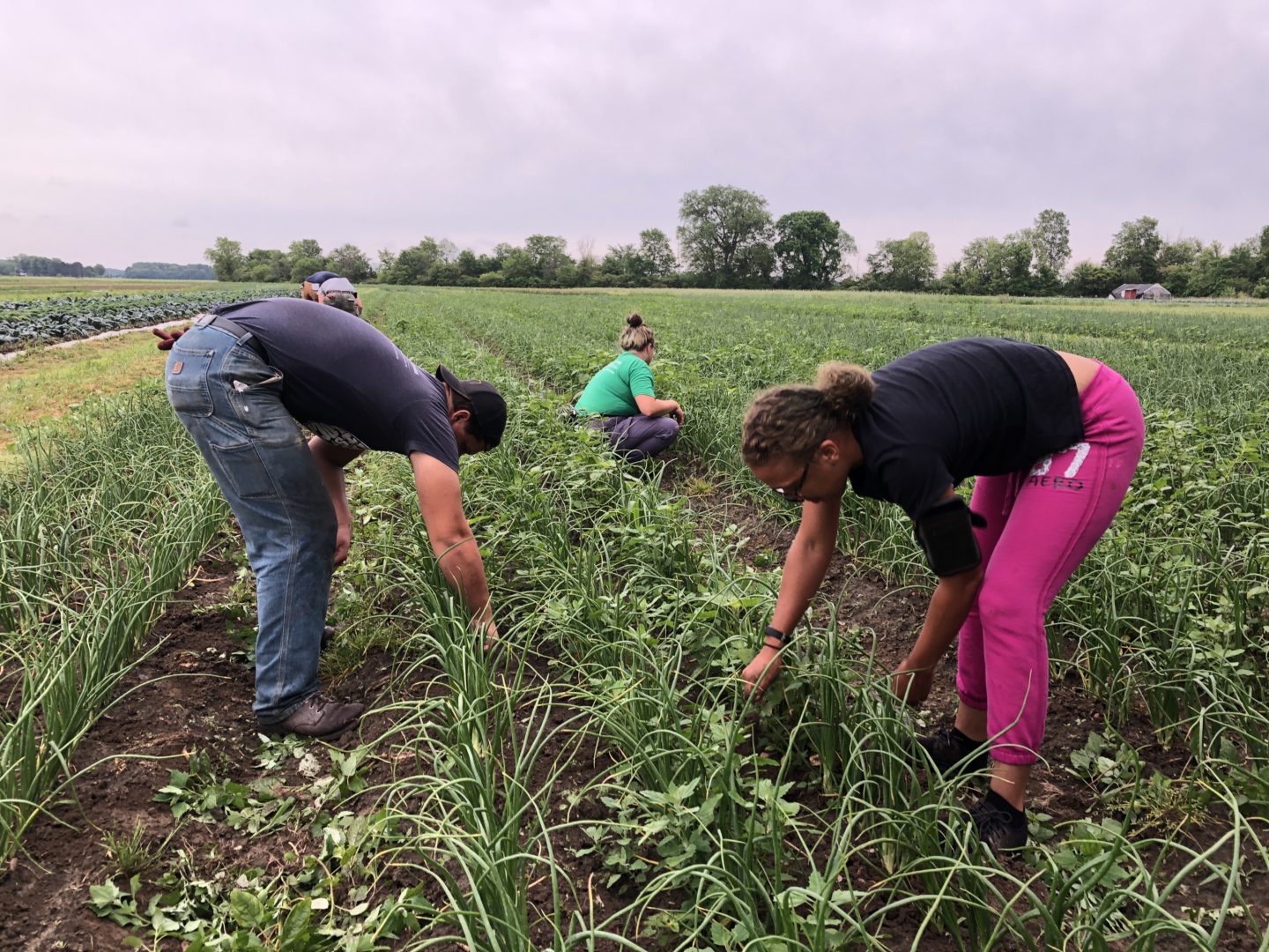 How Organic Farmers Handle Weeds - Shared Legacy Farms