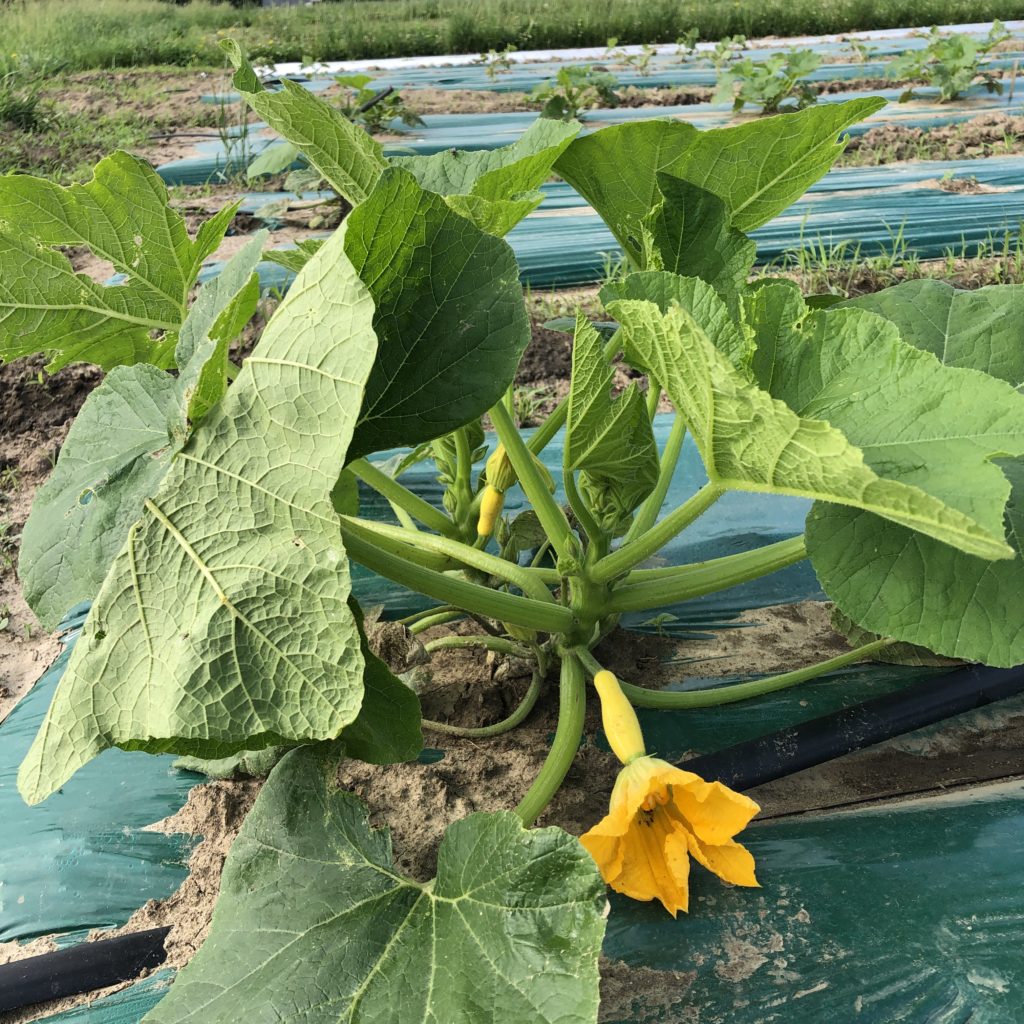 zucchini