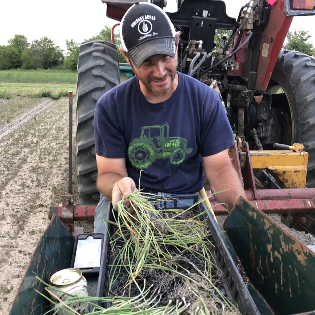 planting leeks