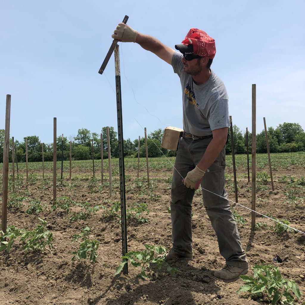 tying tomatoes