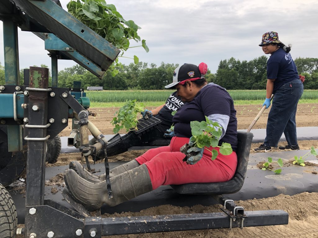 planting brussels