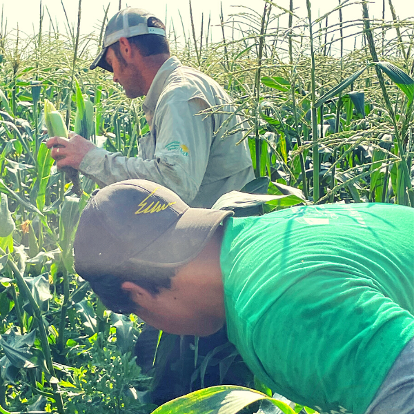 sweet corn harvest