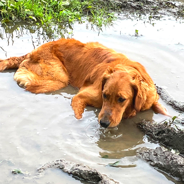 Harley mud