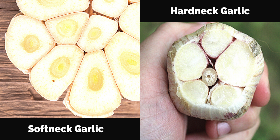 Types of garlic