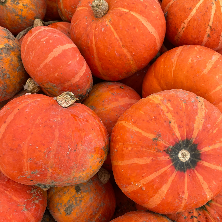 kabocha squash