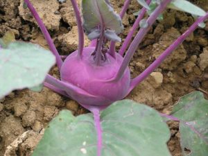 purple kohlrabi