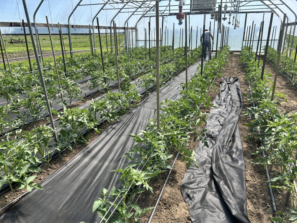 tomato high tunnel