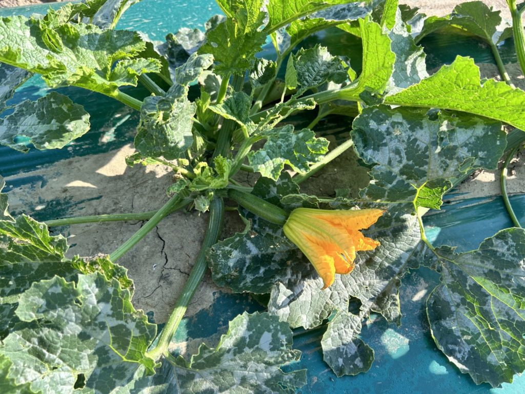 zucchini flowers