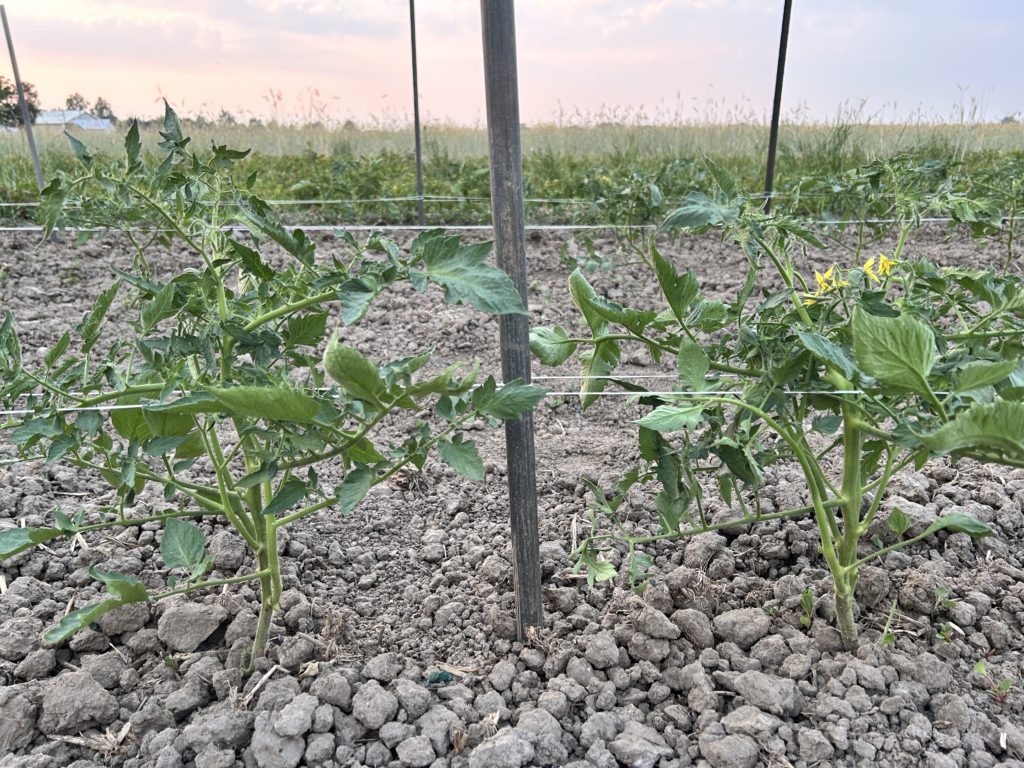 tomato stake and twine