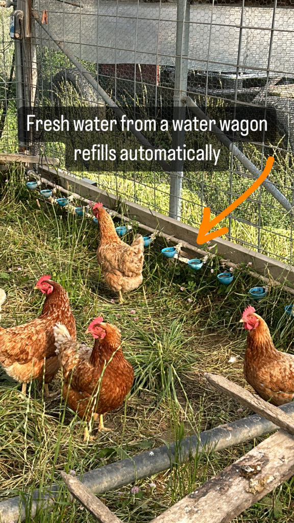 chicken watering