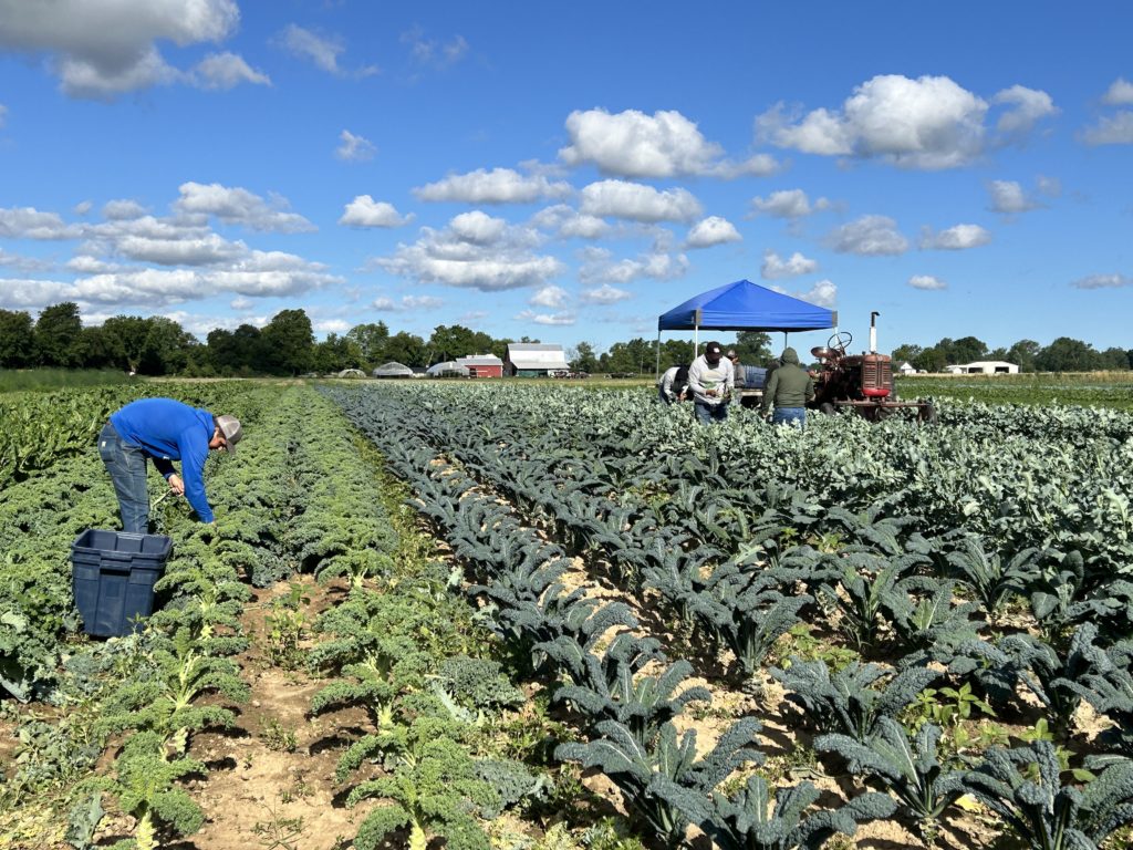 harvesting kale