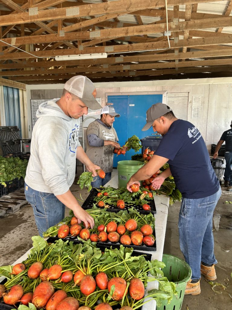 washing beets