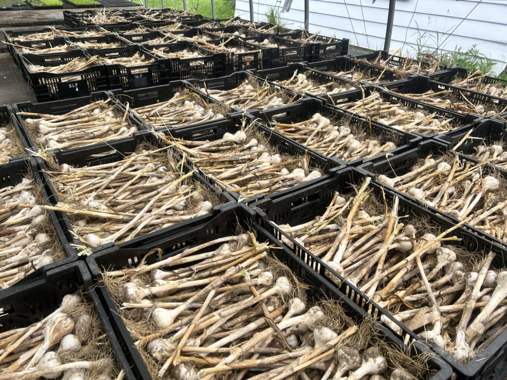 garlic curing