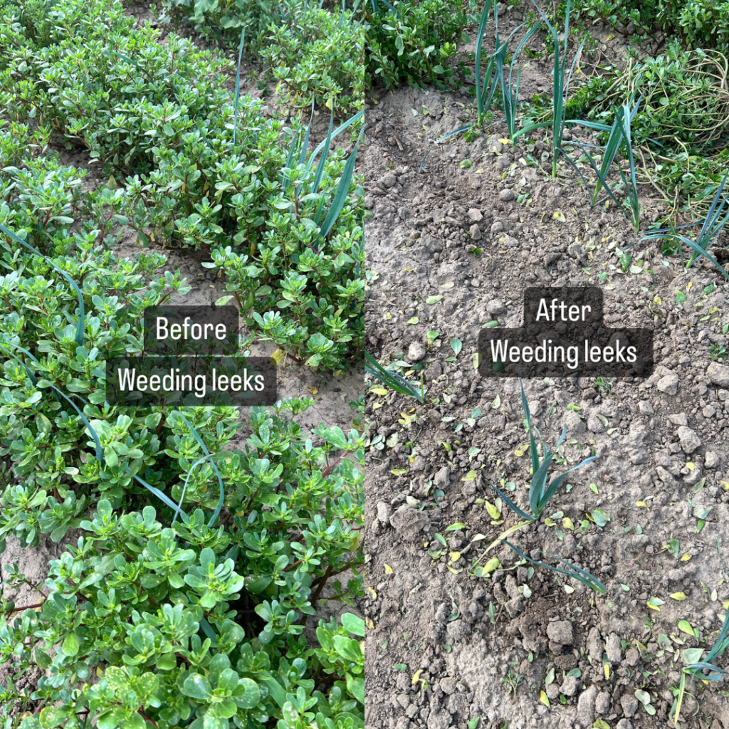 before and after weeding shot