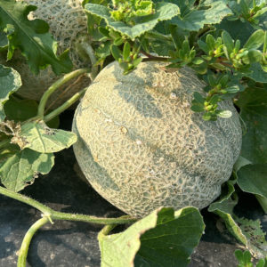 cantaloupe