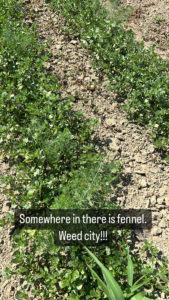 fennel weeds