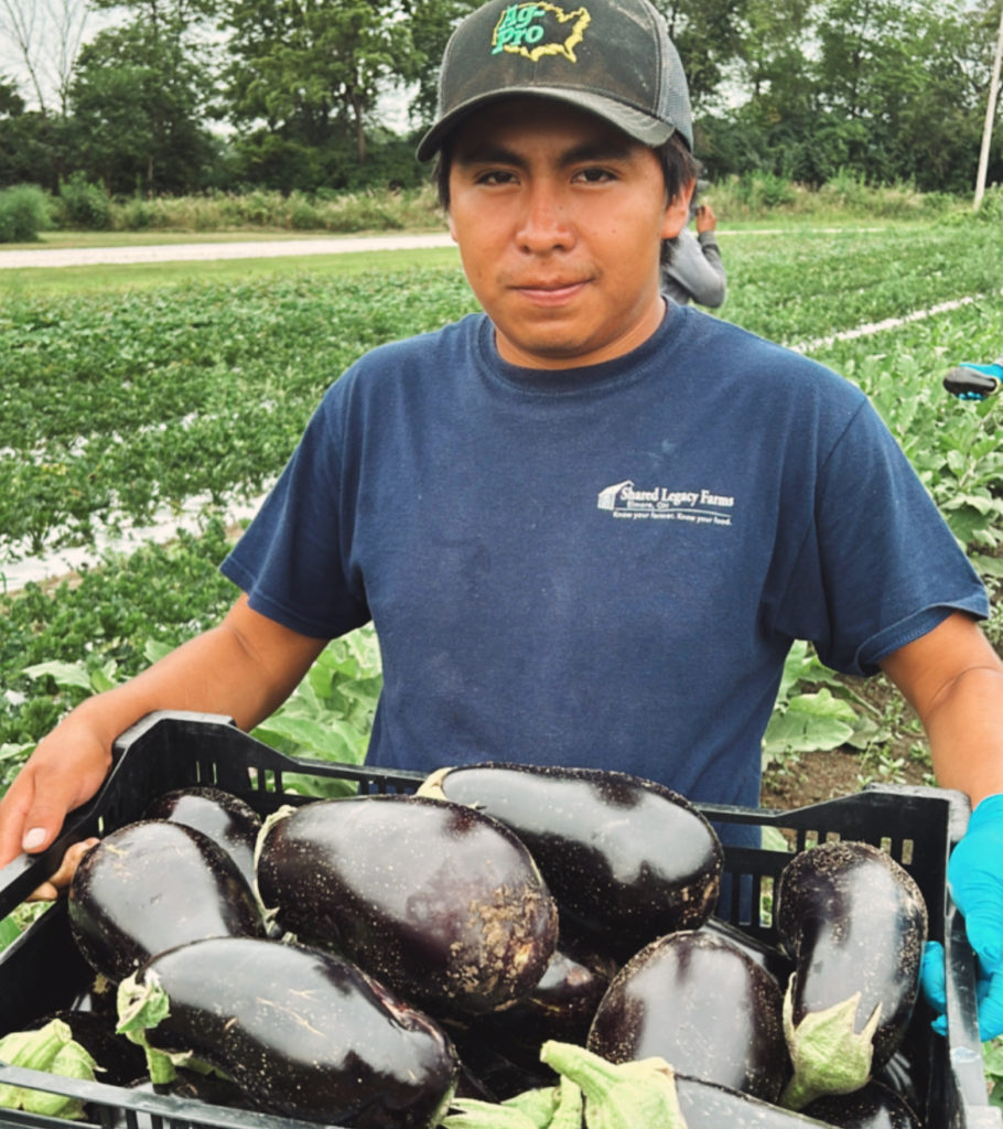 eggplant