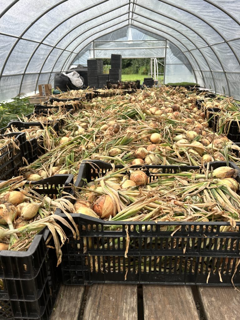 onions curing