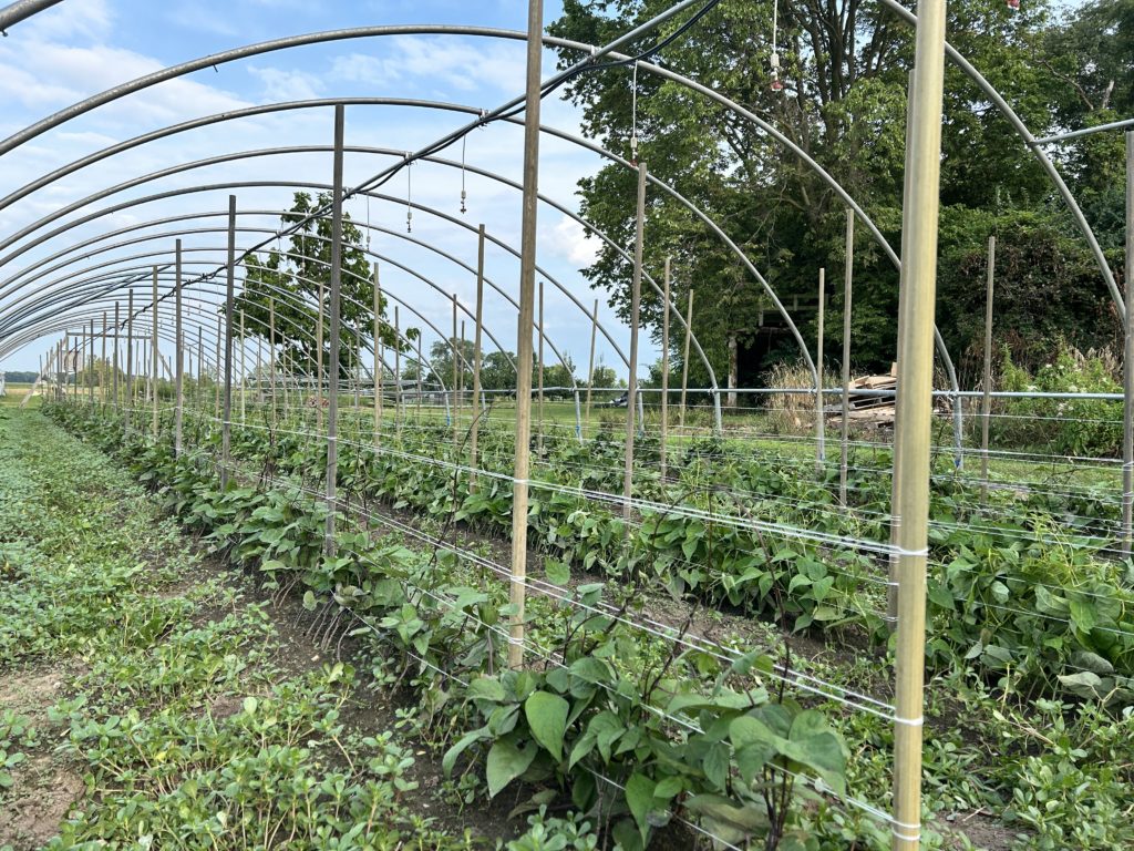 greenhouse beans