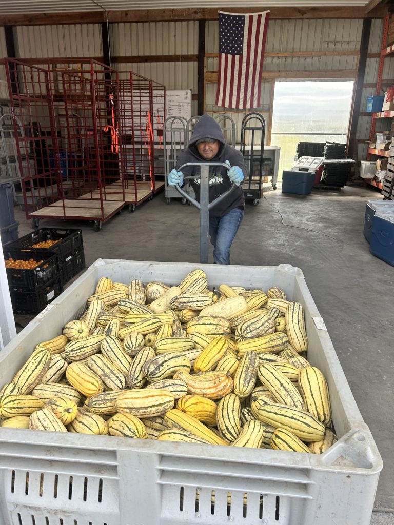 delicata harvest