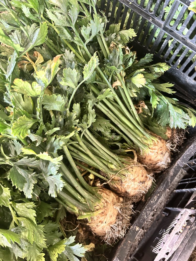 celery root