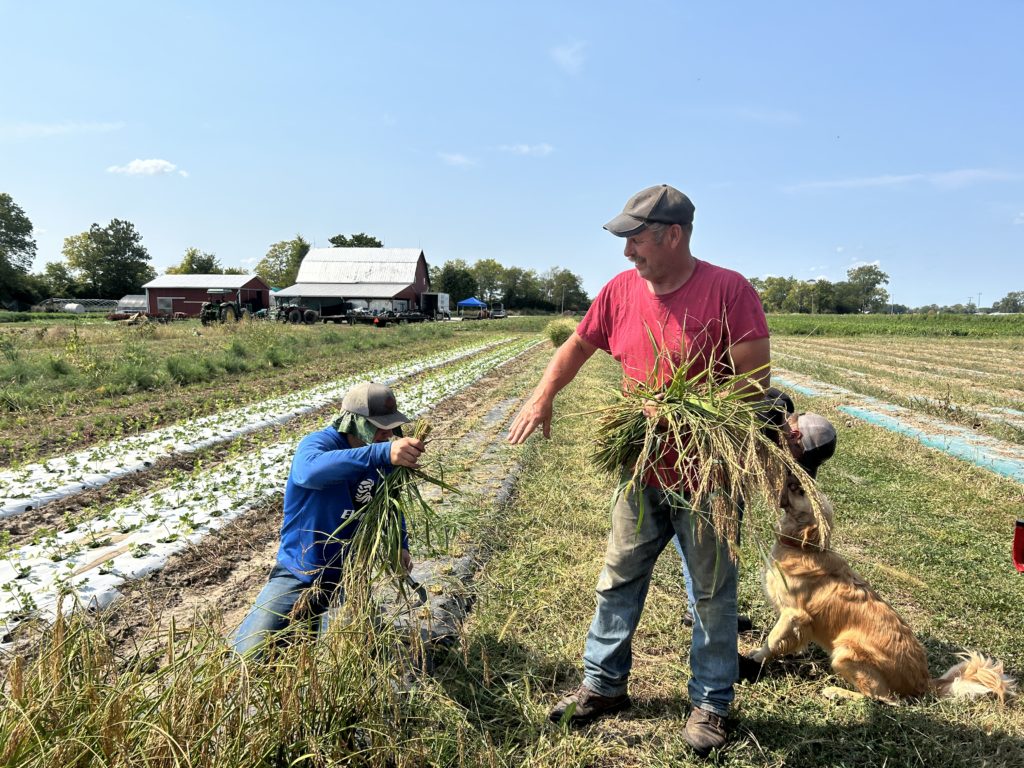 dryland rice