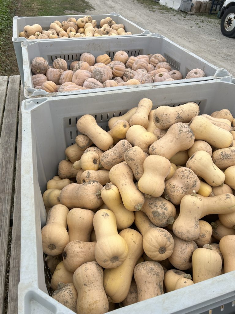 winter squash