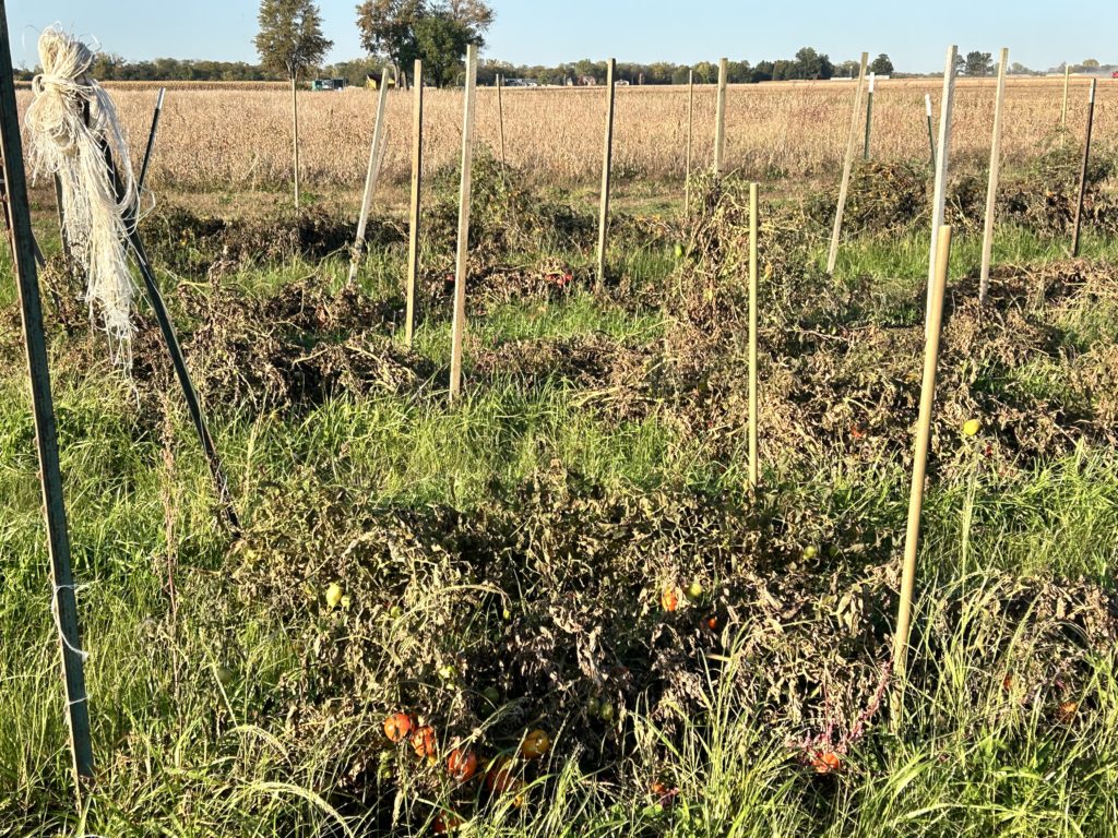 tomato twine